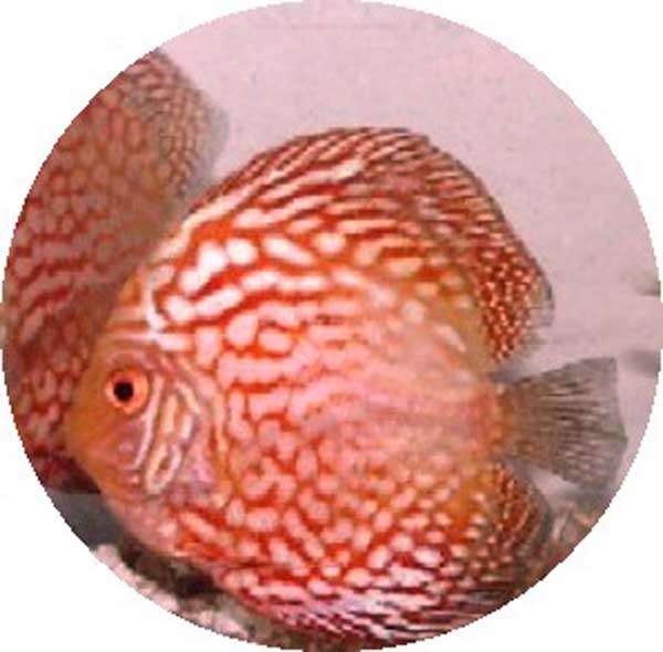 Tangerine Dragon - 3.5"